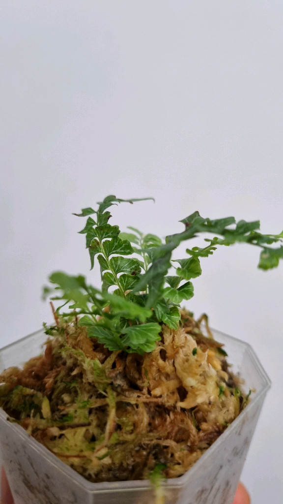 반짝이고사리 (Lindsaea oblanceolata)--5