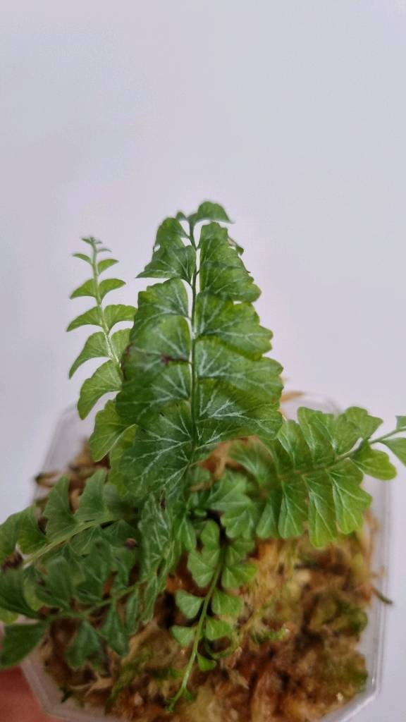 반짝이고사리 (Lindsaea oblanceolata)--4