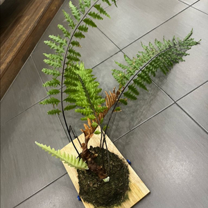 드라이나리아 리기둘라 와이테이 목부작 분양