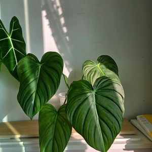 필로덴드론 맥도웰