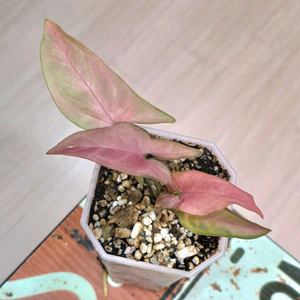 레드스팟 싱고니움