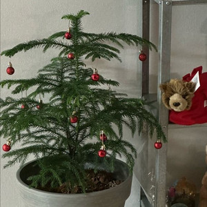 나파리나 사지나무 화분