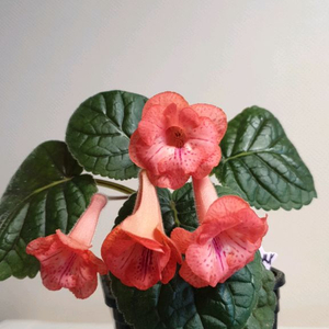 FLs Cinderelia (신데렐라) 미니신닌기아