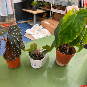 목베고니아 3종(제라늄x)