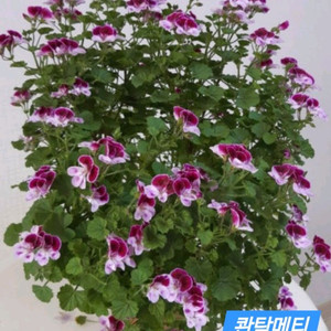 리갈제라늄 콴탁메티