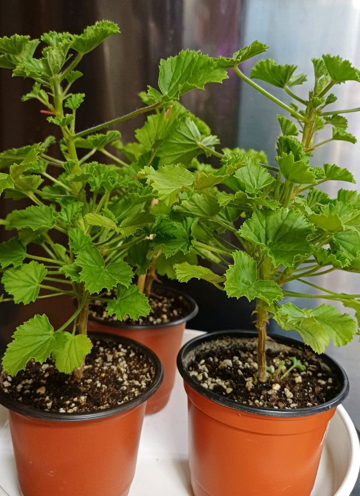 리갈제라늄 콴탁메티--3