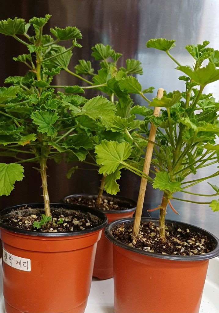 리갈제라늄 콴탁메티--4