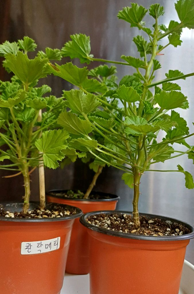 리갈제라늄 콴탁메티--5