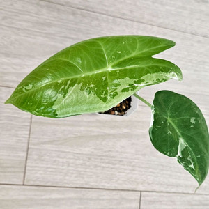 알로카시아 롱기로바 화이트 바리에가타 판매합니다 :)