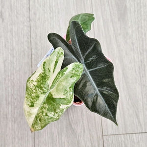 알로카시아 푸세이도 옐로우 바리에가타 판매합니다 :)