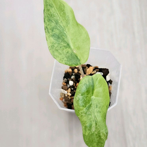 알로카시아 칼리도라 핑크드래곤 바리에가타 판매합니다 :)