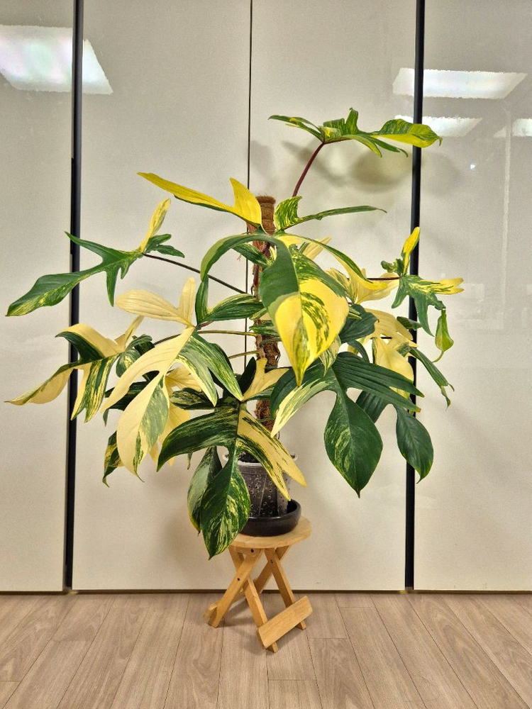 플로리다뷰티 바리에가타 이미지