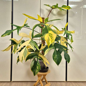 플로리다뷰티 바리에가타 이미지