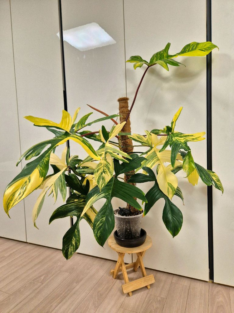 플로리다뷰티 바리에가타 이미지