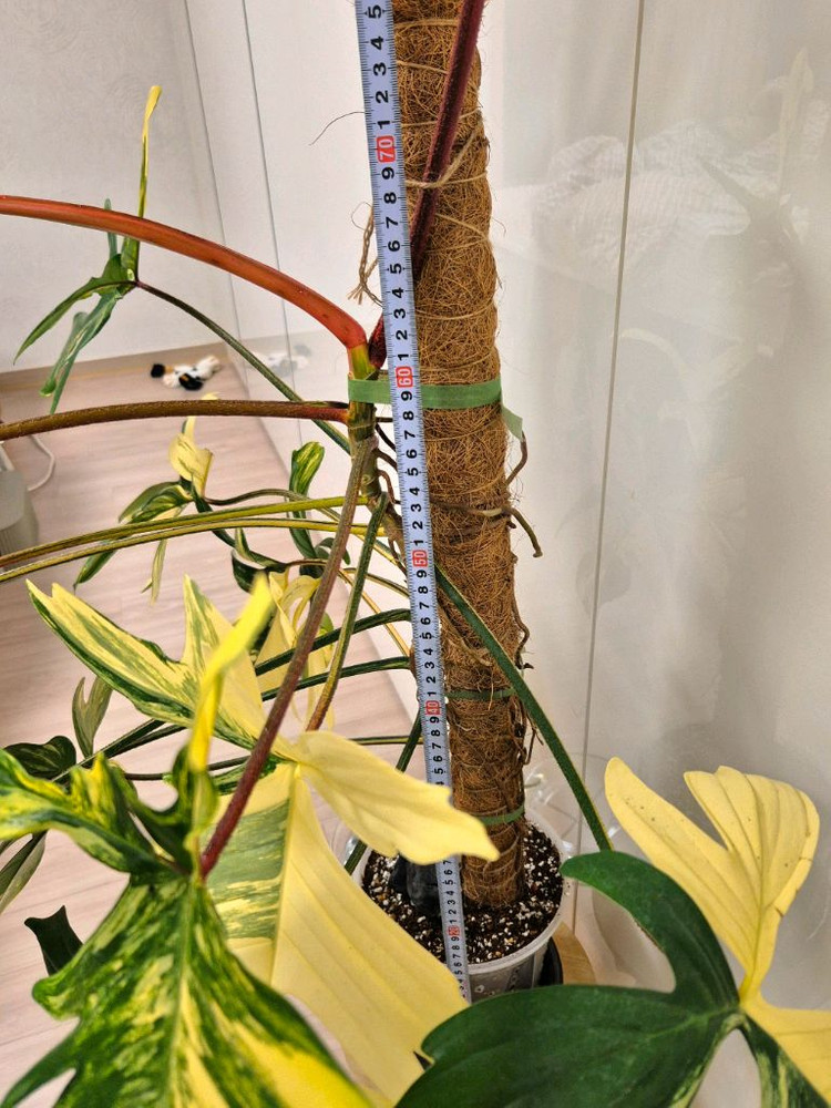 플로리다뷰티 바리에가타 이미지