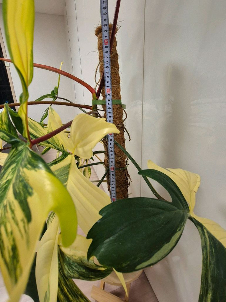 플로리다뷰티 바리에가타 이미지