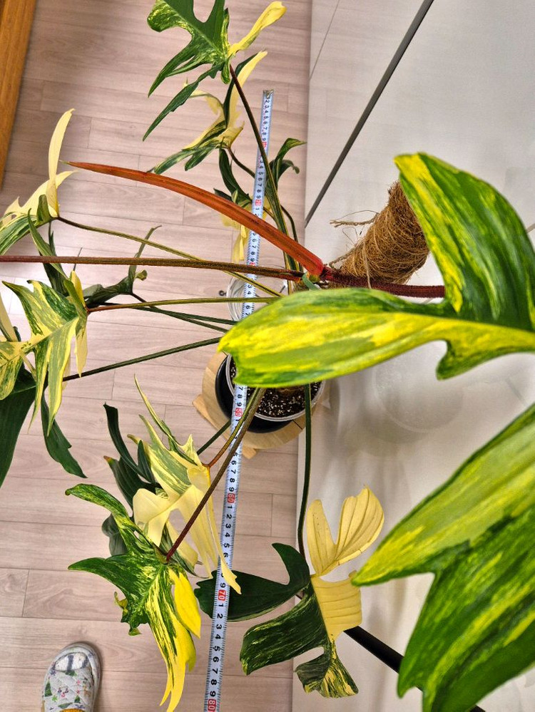 플로리다뷰티 바리에가타 이미지