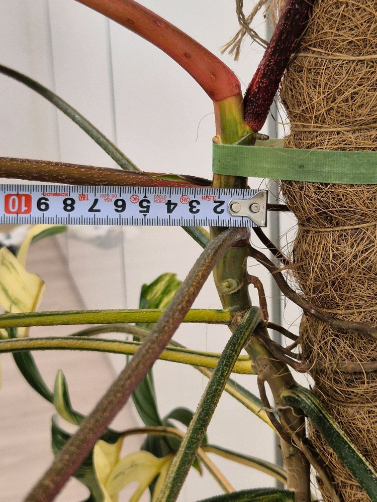 플로리다뷰티 바리에가타 이미지