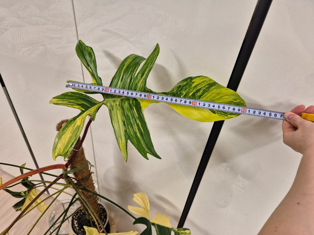 플로리다뷰티 바리에가타 이미지