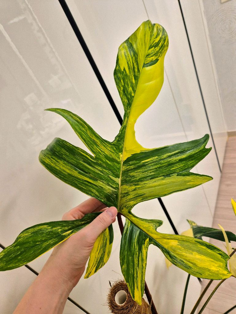 플로리다뷰티 바리에가타 이미지