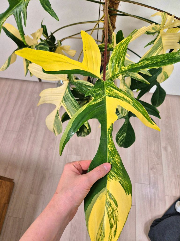 플로리다뷰티 바리에가타 이미지