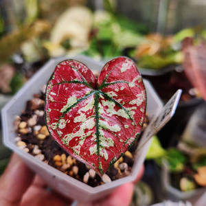 칼라디움 레드탱고(크리스마스)