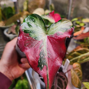 칼라디움 차이천(차이촌)