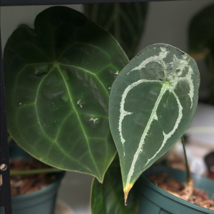 안스리움 포게티 실버/그린 세트