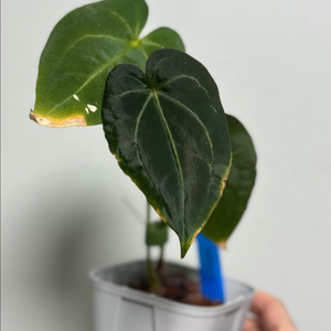 안스리움 파필퍼플x레드베인 다크피닉스