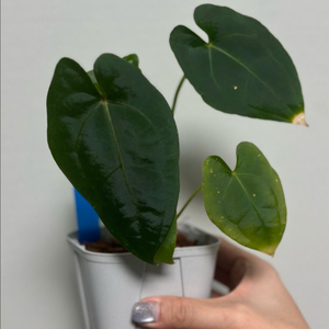 안스리움 파필퍼플 x 레드베인 다크피닉스