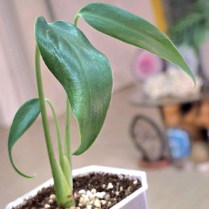 몬스테라 딜라체라타