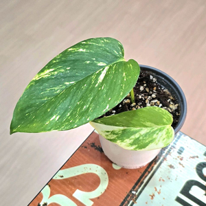 하와이안 스킨답서스