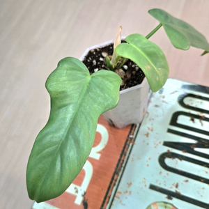 필로덴드론 비페니폴리움