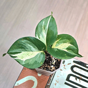 에피프레넘 애플스킨답서스