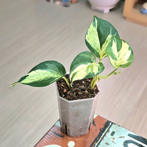 에피프레넘 애플스킨답서스