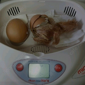 병아리, 부화기, 육추기, 병아리 부화체험