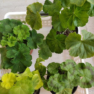 꾸비돈과 제라늄 3종 세트(택포)