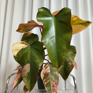 필로덴드론 스트로베리쉐이크 대품 이미지