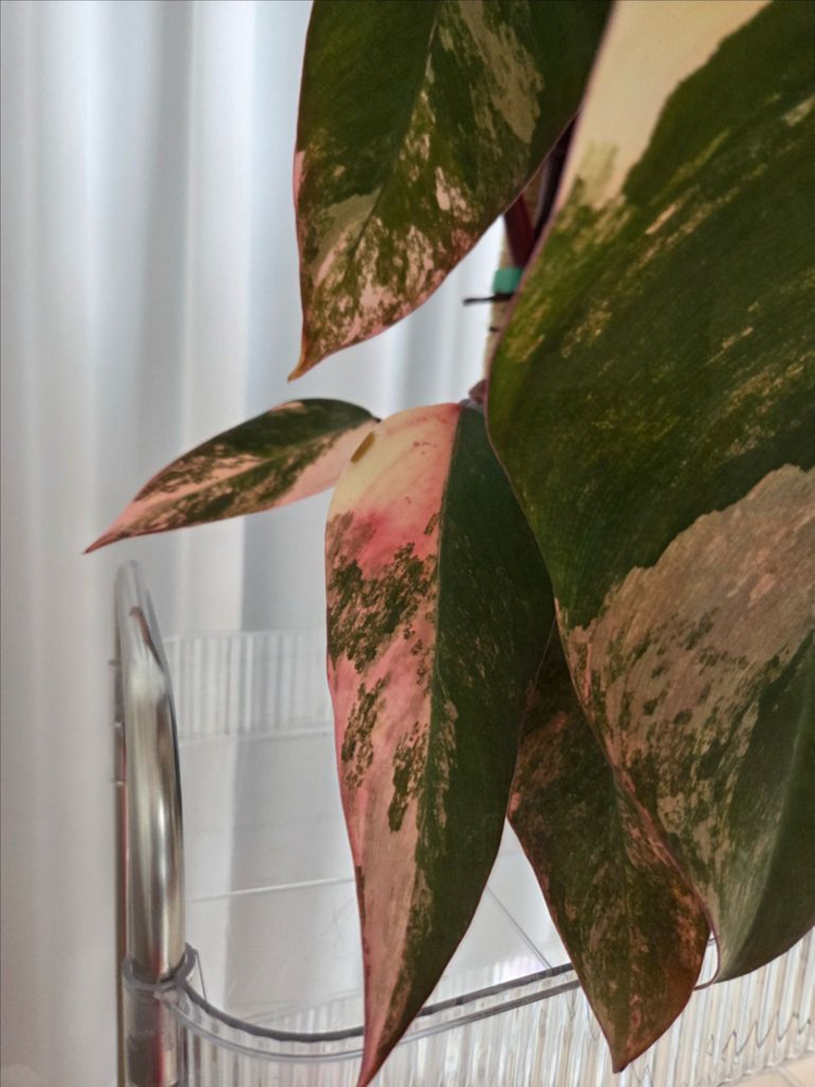 필로덴드론 스트로베리쉐이크 대품 이미지