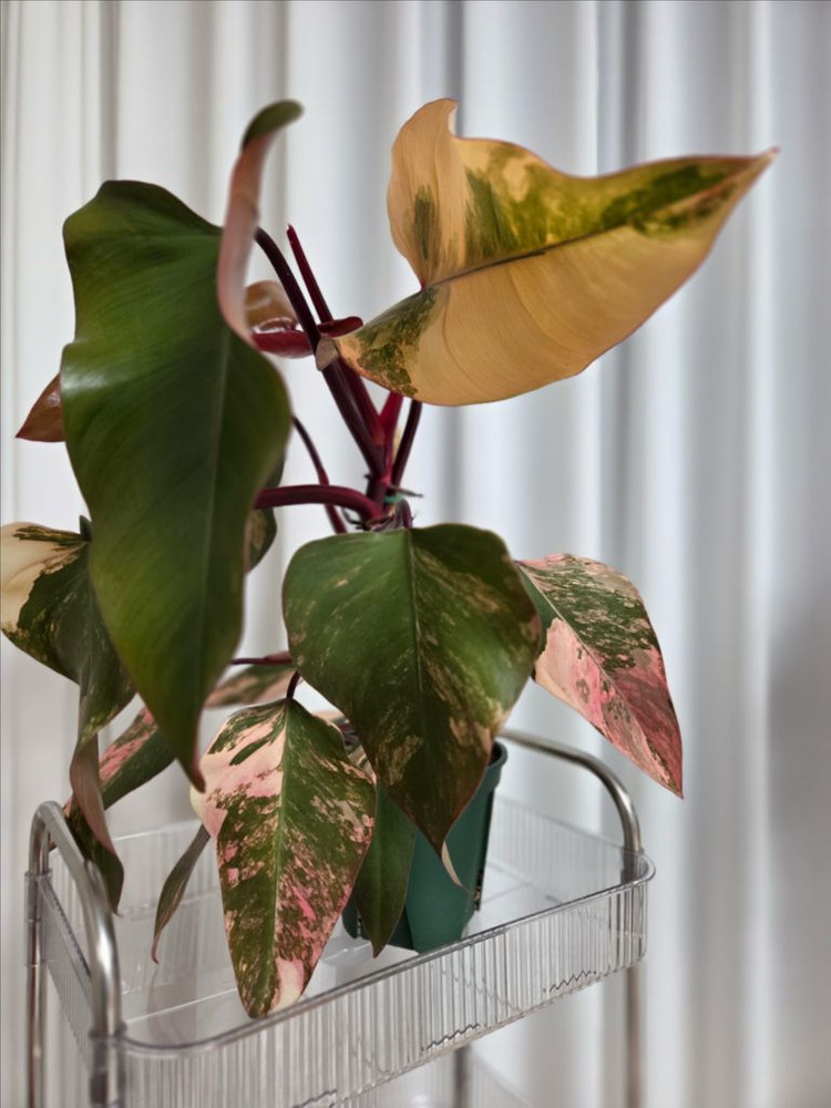 필로덴드론 스트로베리쉐이크 대품 이미지