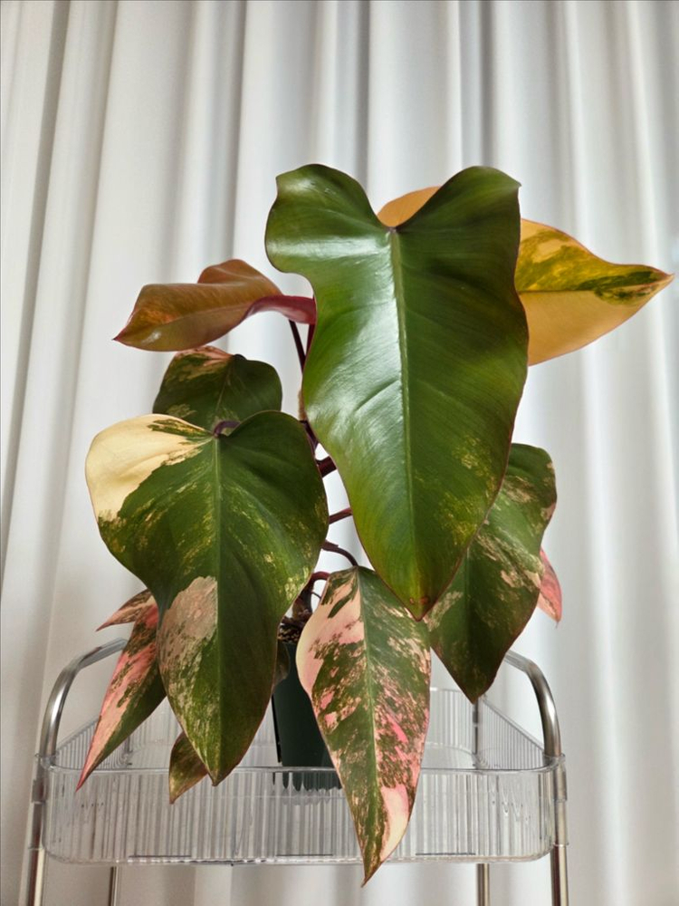 필로덴드론 스트로베리쉐이크 대품 이미지