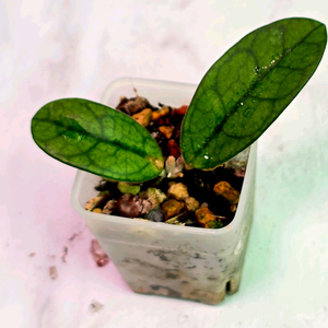 호야 쓰촨엔시스