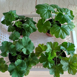 물병자리별과 제라늄3종