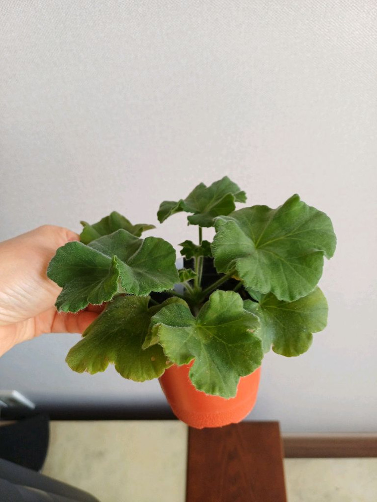 물병자리별과 제라늄3종--1