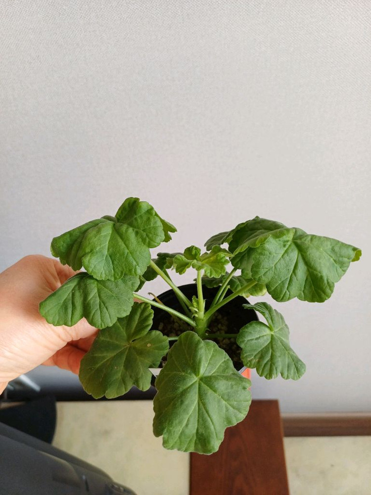 물병자리별과 제라늄3종--3