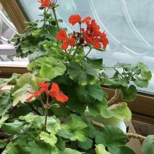 제라늄대품예쁘게4계절내내계속꽃이핌저렴히3만5천원그외신일전기히터덤임