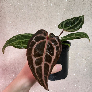 안스리움 레드크리스탈리넘 (NSE)