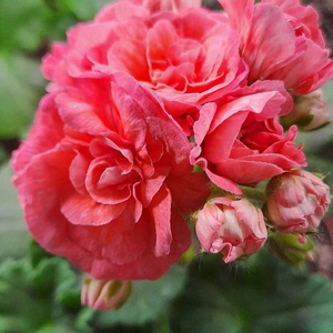 TA 레이디윈터 러시아 제라늄 중품 분양 합니다