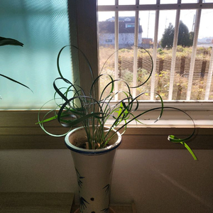 초희귀 레어 동양란, 물결난