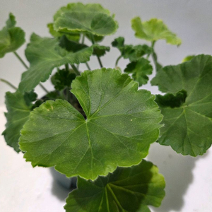 다나에 러시아제라늄 대품